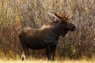 0C9K3661 Tetons Sept23-07.jpg
