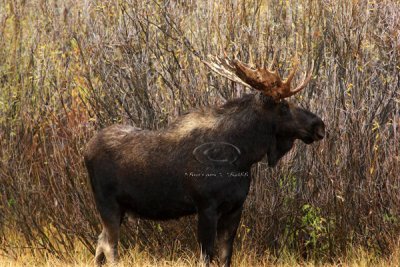 0C9K3662 Tetons Sept23-07.jpg