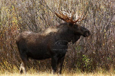 0C9K3663 Tetons Sept23-07.jpg