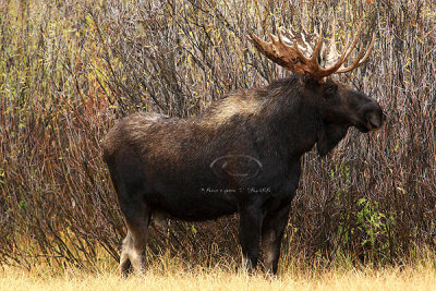 0C9K3665 Tetons Sept23-07.jpg