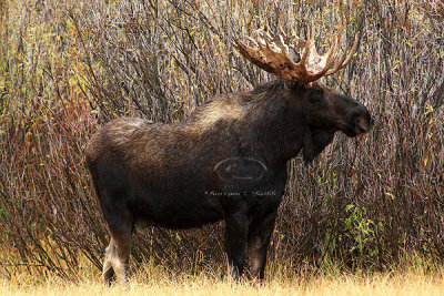0C9K3667 Tetons Sept23-07.jpg