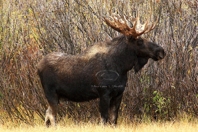 0C9K3668 Tetons Sept23-07.jpg
