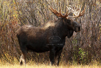 0C9K3669 Tetons Sept23-07.jpg