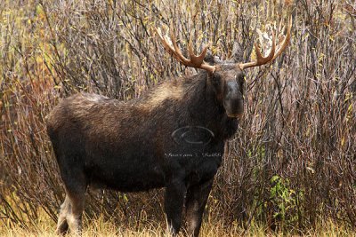0C9K3675 Tetons Sept23-07.jpg