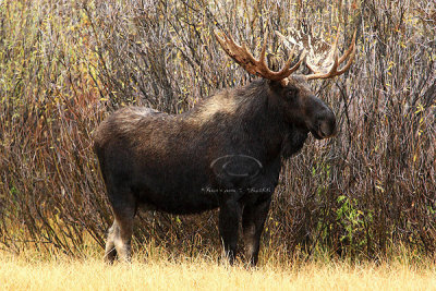 0C9K3679 Tetons Sept23-07.jpg