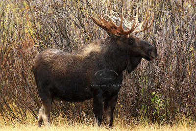 0C9K3680 Tetons Sept23-07.jpg
