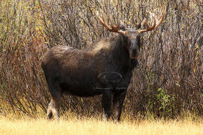 0C9K3681 Tetons Sept23-07.jpg