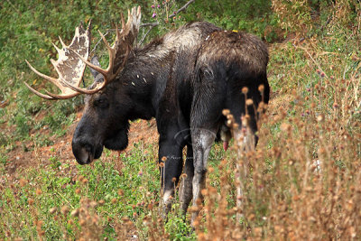 0C9K3716 Tetons Sept23-07.jpg