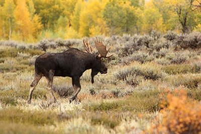0C9K3741 Tetons Sept24-07.jpg