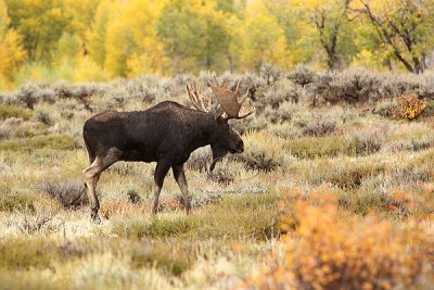 0C9K3742 Tetons Sept24-07.jpg