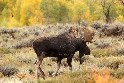 0C9K3743 Tetons Sept24-07.jpg