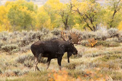 0C9K3744 Tetons Sept24-07.jpg