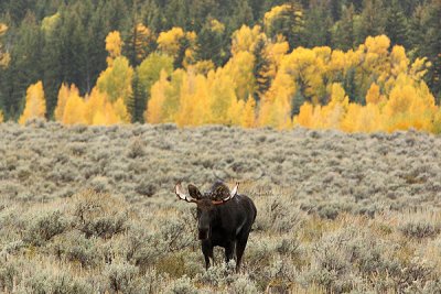0C9K3764 Tetons Sept24-07.jpg