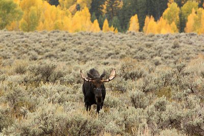 0C9K3768 Tetons Sept24-07.jpg
