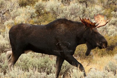 0C9K3782 Tetons Sept24-07.jpg