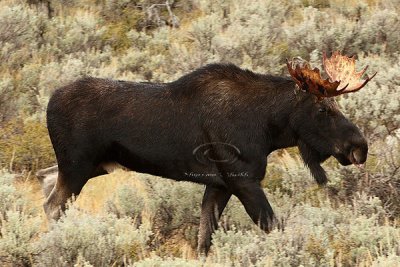 0C9K3784 Tetons Sept24-07.jpg