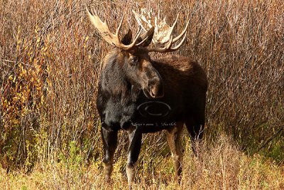 0C9K3838 Tetons Sept24-07.jpg