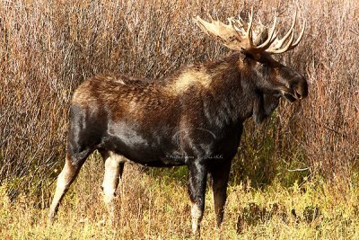 0C9K3847 Tetons Sept24-07.jpg