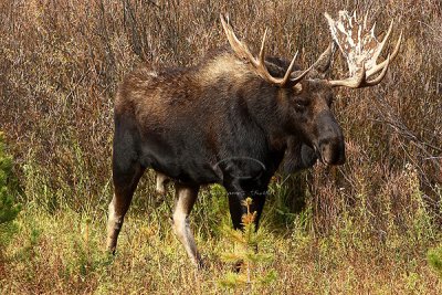 0C9K3864 Tetons Sept24-07.jpg