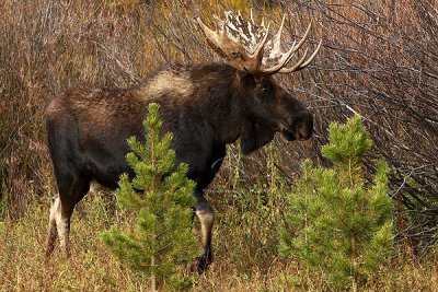 0C9K3868 Tetons Sept24-07.jpg