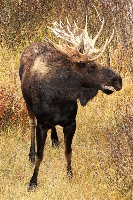 0C9K3888 Tetons Sept24-07.jpg