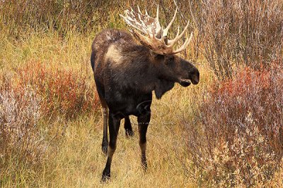 0C9K3892 Tetons Sept24-07.jpg