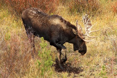 0C9K3907 Tetons Sept24-07.jpg