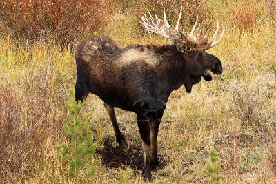 0C9K3930 Tetons Sept24-07.jpg