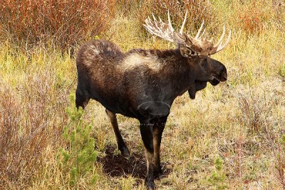 0C9K3931 Tetons Sept24-07.jpg