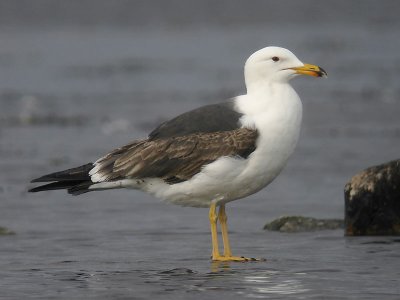 Silltrut - Lesser Black-backed Gull  (Larus fuscus)