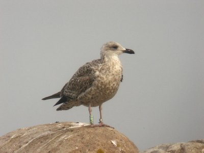 Grtrut - Herring Gull  (Larus argentatus)