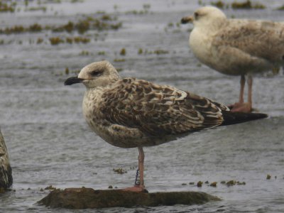 Silltrut - Lesser Black-backed Gull (Larus fuscus intermedius)