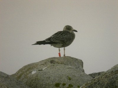Silltrut - Lesser Black-backed Gull  (Larus fuscus fuscus)