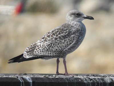 Grtrut - Herring Gull  (Larus argentatus)