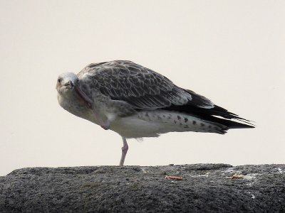 g6/02/786002/3/84413390.SVkAaVP9.jpg