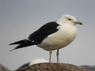 Silltrut - Lesser Black backed Gull  (Larus fuscus fuscus)