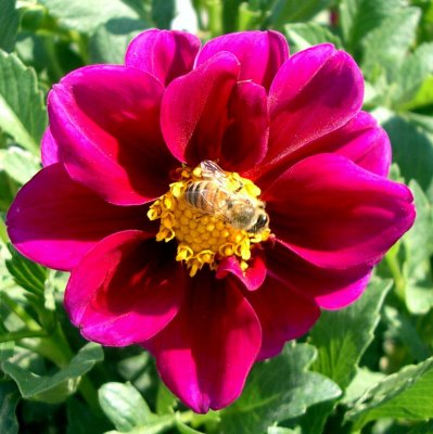 bee on flower.JPG
