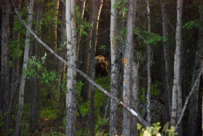 Alaska, Grizzly Bear
