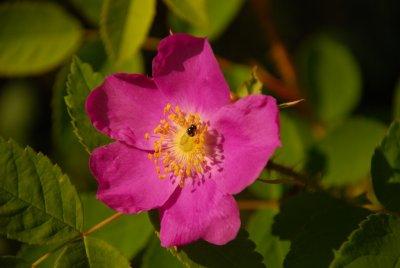 Alaska Flowers