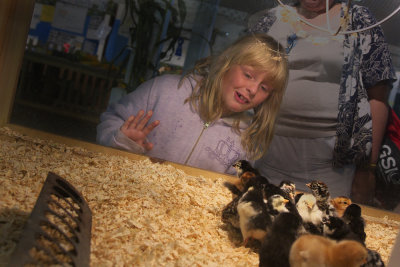 Katy finds the baby chicks at the Fair.