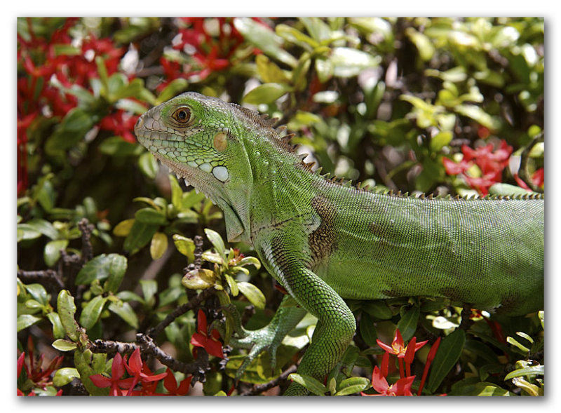 Iguana in the Bush