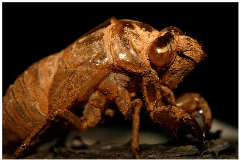 Cicada in Amber and Decay