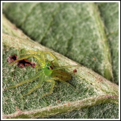 Jumping Spider