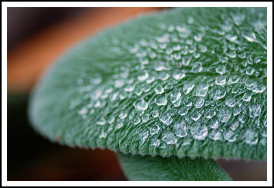 Lamb's Ear