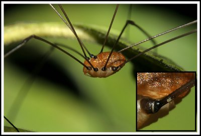 Daddy Long legs and Mite Hitchhiker