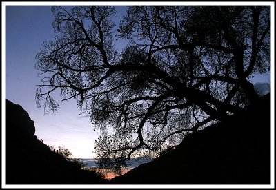 Sabino Canyon Tree