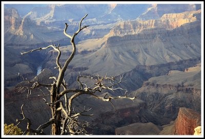 Tree on the Edge