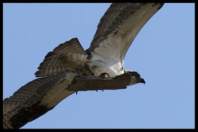 An Osprey and it's Stick