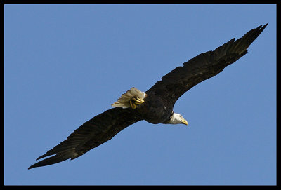 Bald Eagle in Flight II