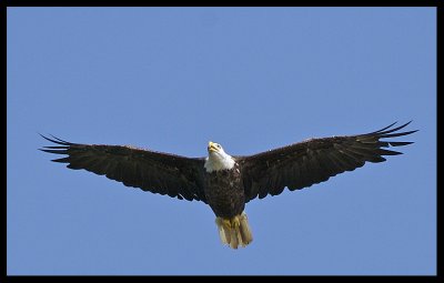 Bald Eagle in Flight III